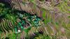 Aerial view of rice terraces